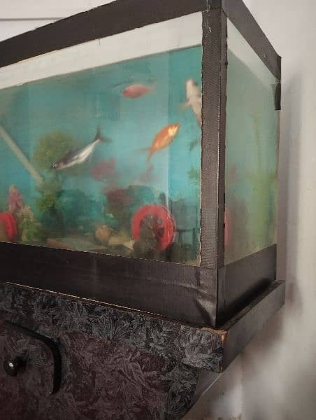 5 fishes for sale with aquarium 2.5 ft by 1ft by 1.5ft 4