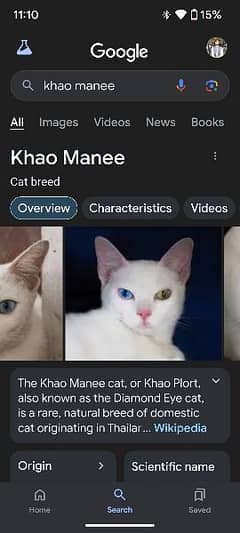 khao mane cat Thailand bread with his rare eys complete set 0