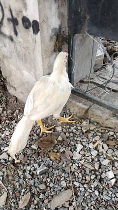 white heera for sale