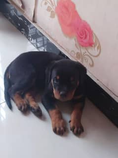 Rottweiler