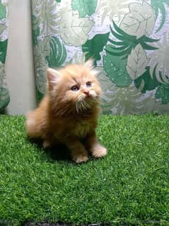 persian kitten for sale Only CONTACT WHATUP 03286355415