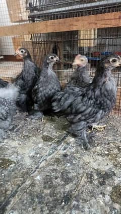 black bantam/ black bentum