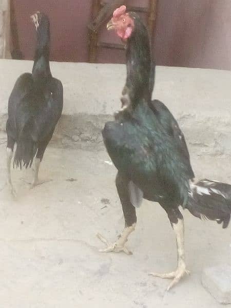 Thaie mushka cross trio for sale 3