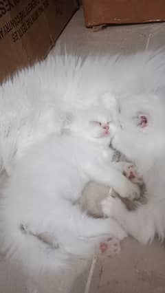 Double coated Persian kittens for sale