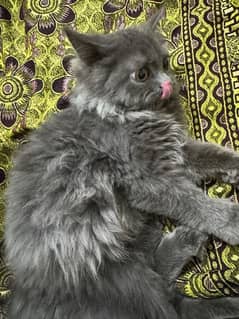 grey Persian kitten cat triple-coated