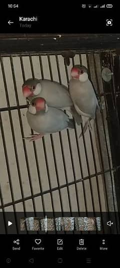 DARK HEAD SILVER JAVA PAIR