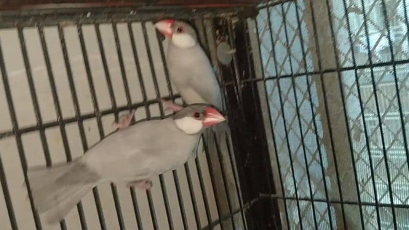 DARK HEAD SILVER JAVA PAIR 1