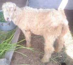 pure kaka gulabi bacha mundra bakra sheep goat for sale