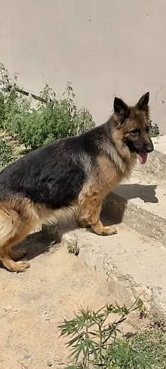 German Shepherd Female