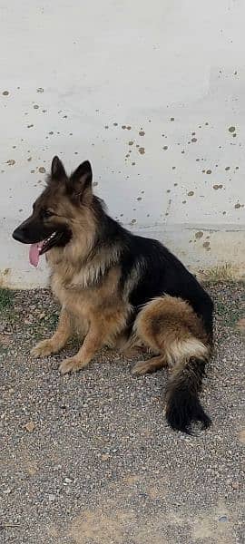 German Shepherd Female 1