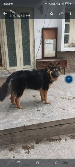 Beautiful female German Shepherd Dog