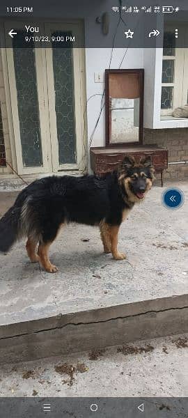 Beautiful female German Shepherd Dog 0