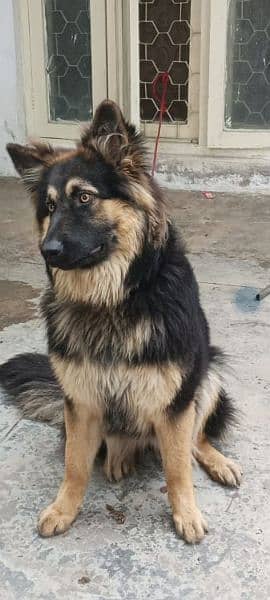 Beautiful female German Shepherd Dog 1