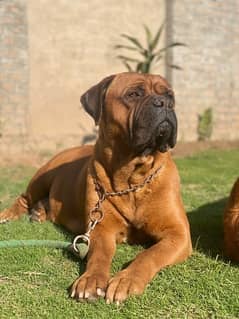 Bullmastiff Pedgreed Female Dog