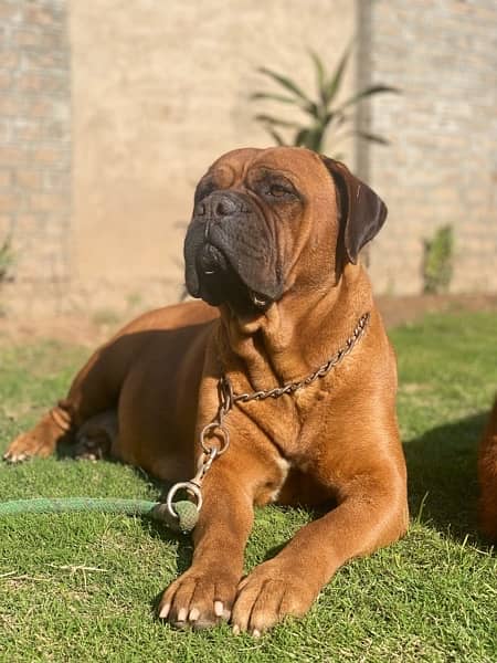 Bullmastiff Pedgreed Female Dog 1