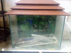 Big sized fish aquarium.