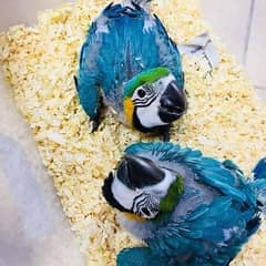 blue macow parrot chicks for sale 0319/6126/601