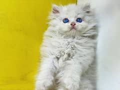 Blue eyes persian female kitten for sale