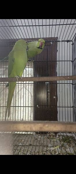 raw parrot patha available 7/8 month age wild 3