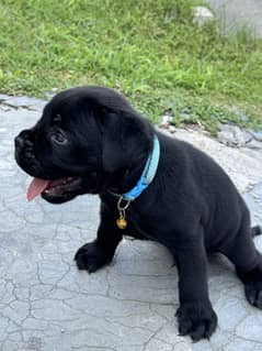 Italian Mastiff Cane Corso Male Pedigree Puppy for Sale