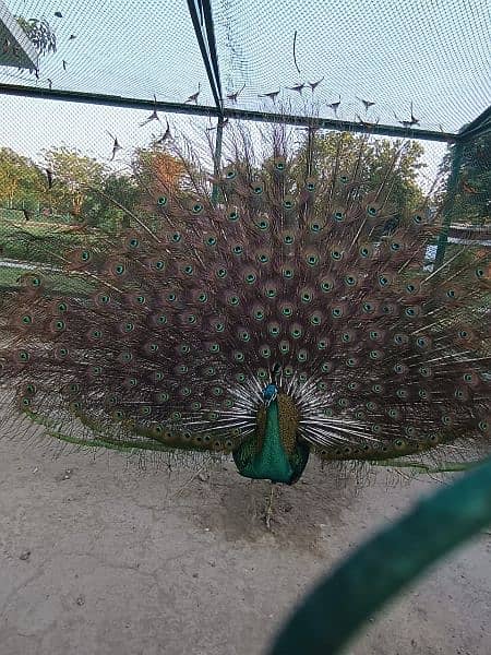 Peacock for sale 0