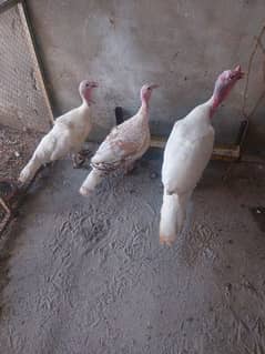 turkey for sale 0