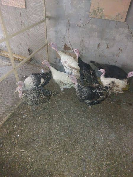 turkey for sale 2