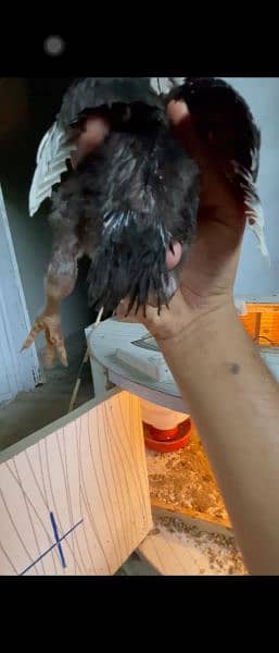 Indian parrot beak longtail chicks 4