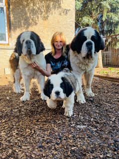 Saint Bernard Puppy Heavy bone Puppy