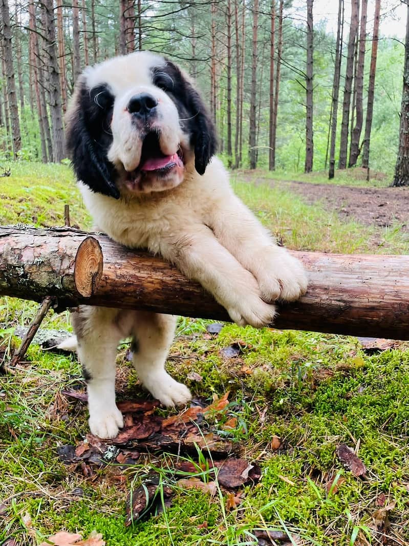 Saint Bernard Puppy Heavy bone Puppy 1