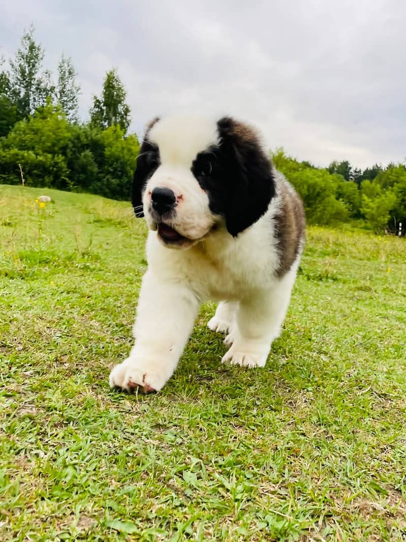 Saint Bernard Puppy Heavy bone Puppy 2