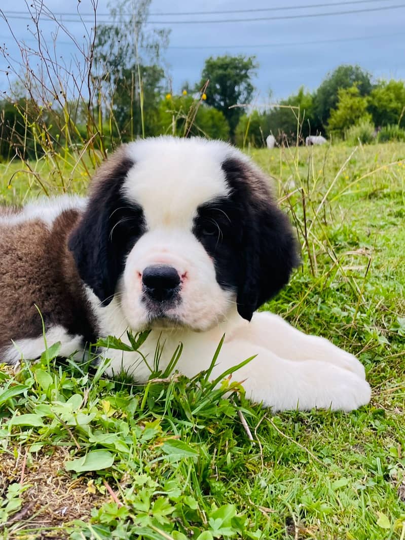 Saint Bernard Puppy Heavy bone Puppy 3