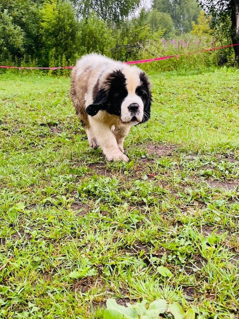 Saint Bernard Puppy Heavy bone Puppy 4