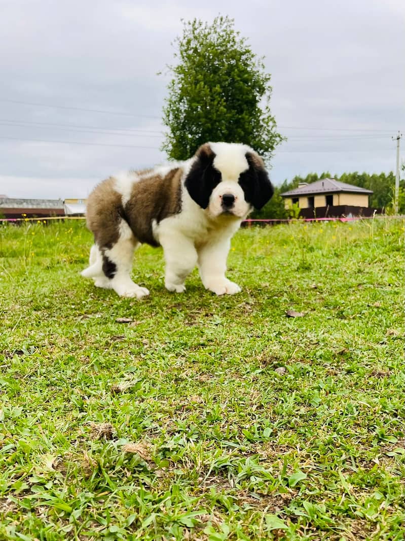 Saint Bernard Puppy Heavy bone Puppy 6