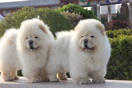 Chow Chow with complete documentation