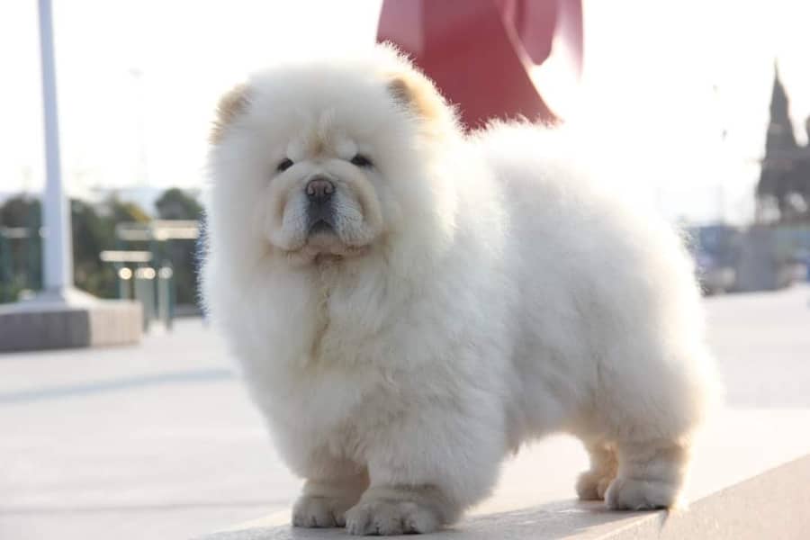 Chow Chow with complete documentation 2