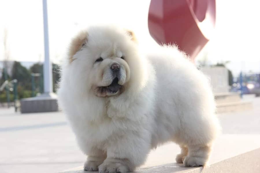 Chow Chow with complete documentation 3