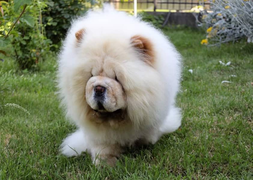 Chow Chow with complete documentation 4