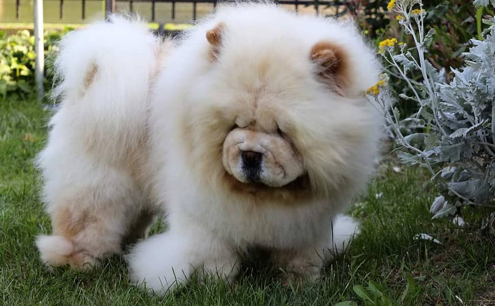 Chow Chow with complete documentation 5