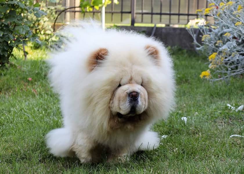 Chow Chow with complete documentation 6