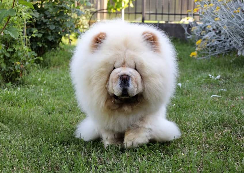 Chow Chow with complete documentation 7