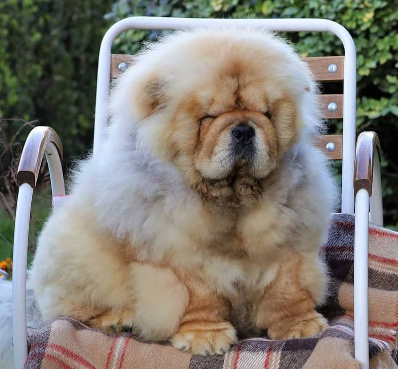 Chow Chow with complete documentation 8