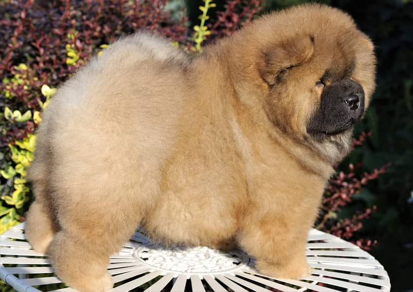 Chow Chow with complete documentation 9