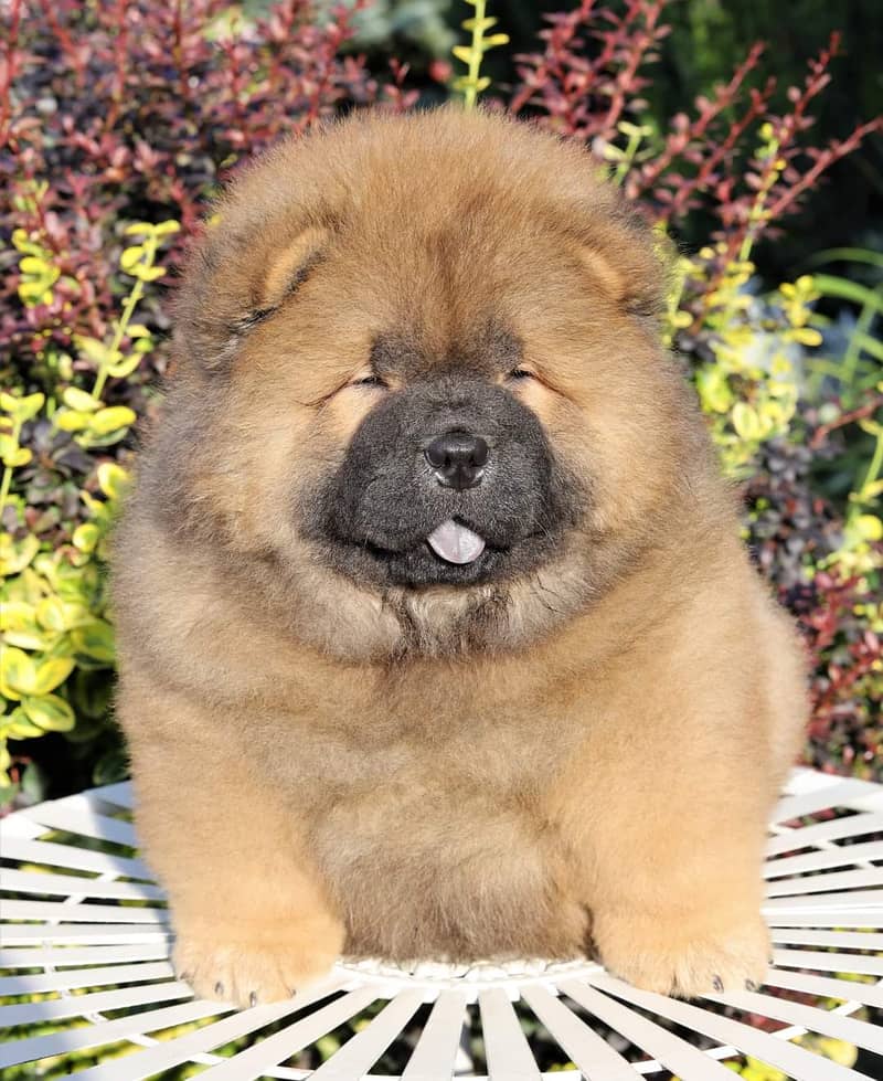 Chow Chow with complete documentation 10