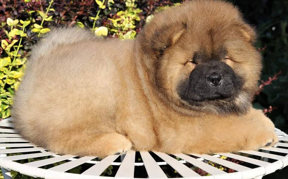 Chow Chow with complete documentation 11