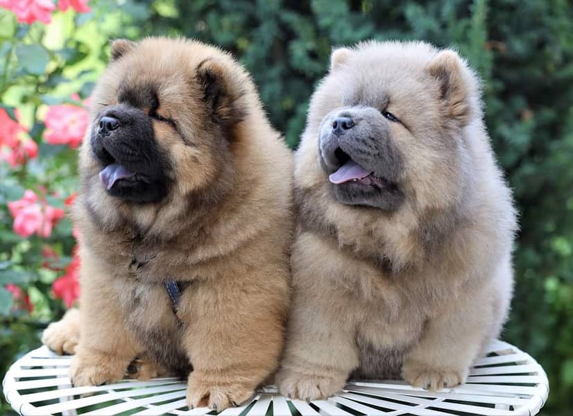 Chow Chow with complete documentation 12