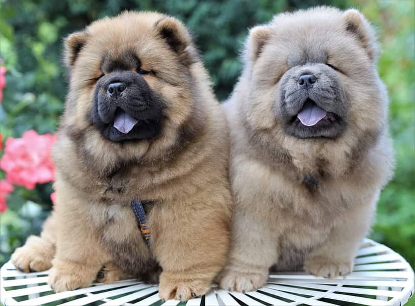 Chow Chow with complete documentation 13