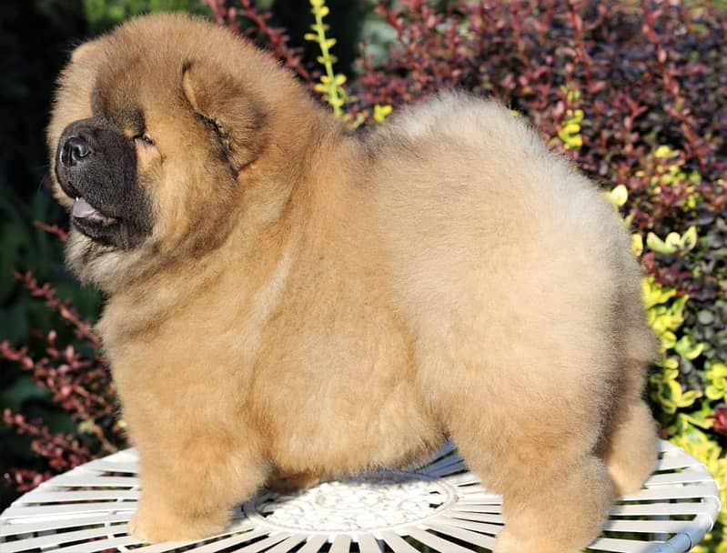 Chow Chow with complete documentation 14