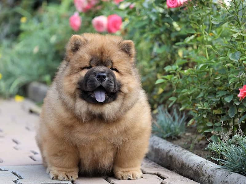 Chow Chow with complete documentation 16