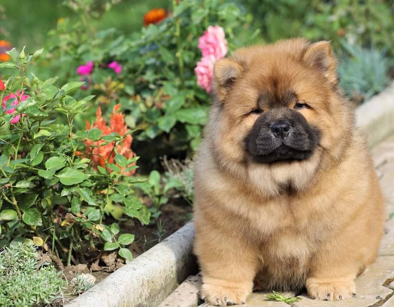 Chow Chow with complete documentation 18